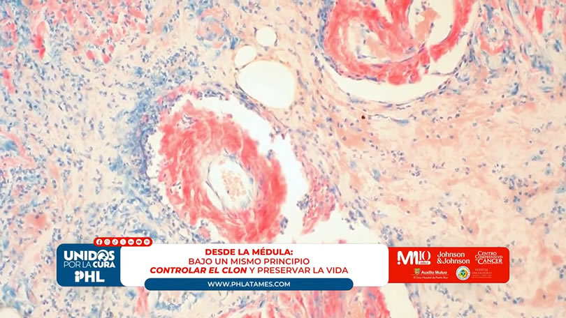Desde la médula: bajo un mismo principio: controlar el clon y preservar la vida
