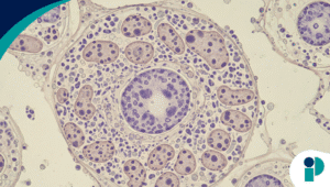 nota domingo 8 pm web