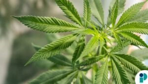 original web 2026 04 21t171304.251